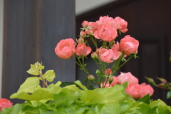 庭の薔薇