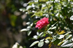 夏の薔薇