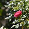 夏の薔薇
