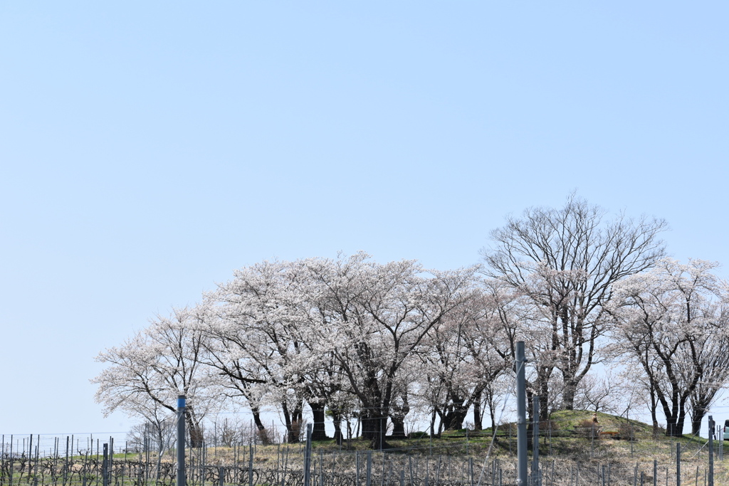 丘の上の桜