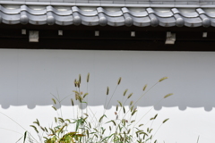 白壁とエノコログサ