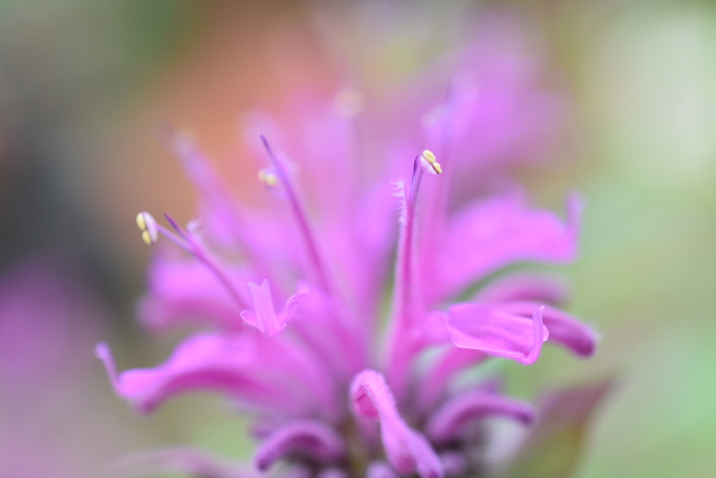 松明花