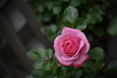 咲きました