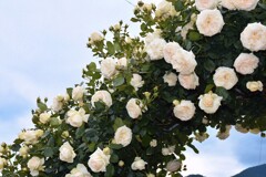 アーチの薔薇