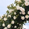 アーチの薔薇