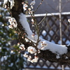 お彼岸の雪