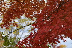 紅く染まる