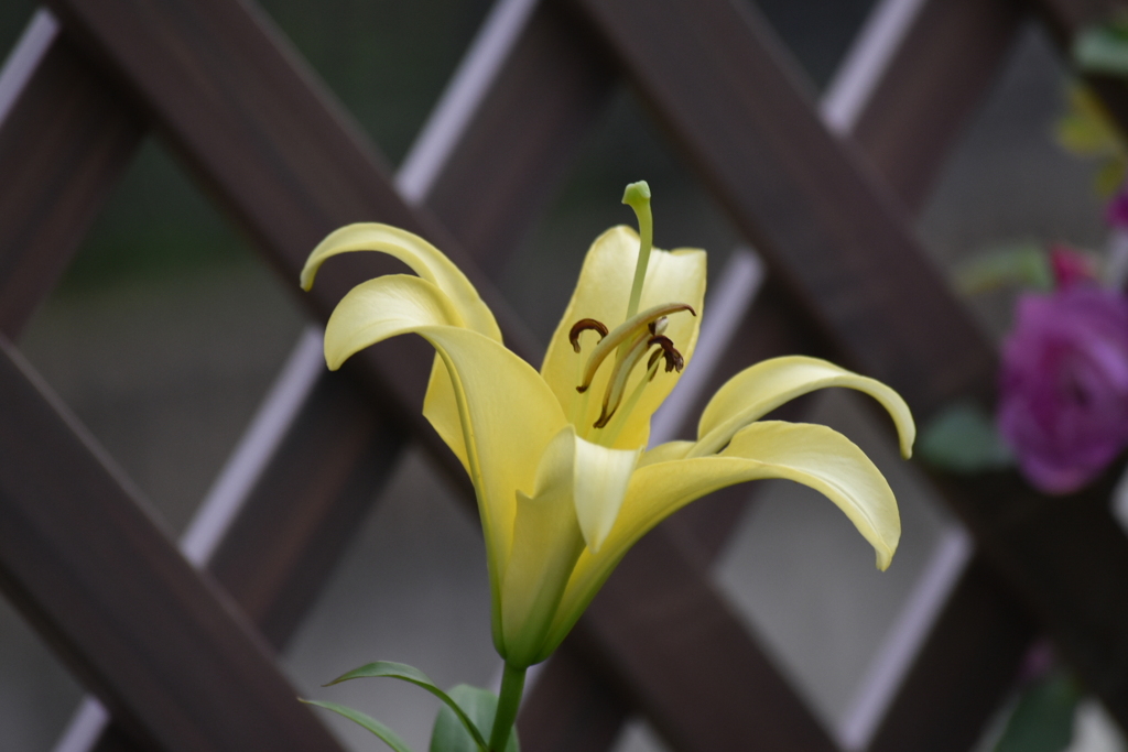咲きました