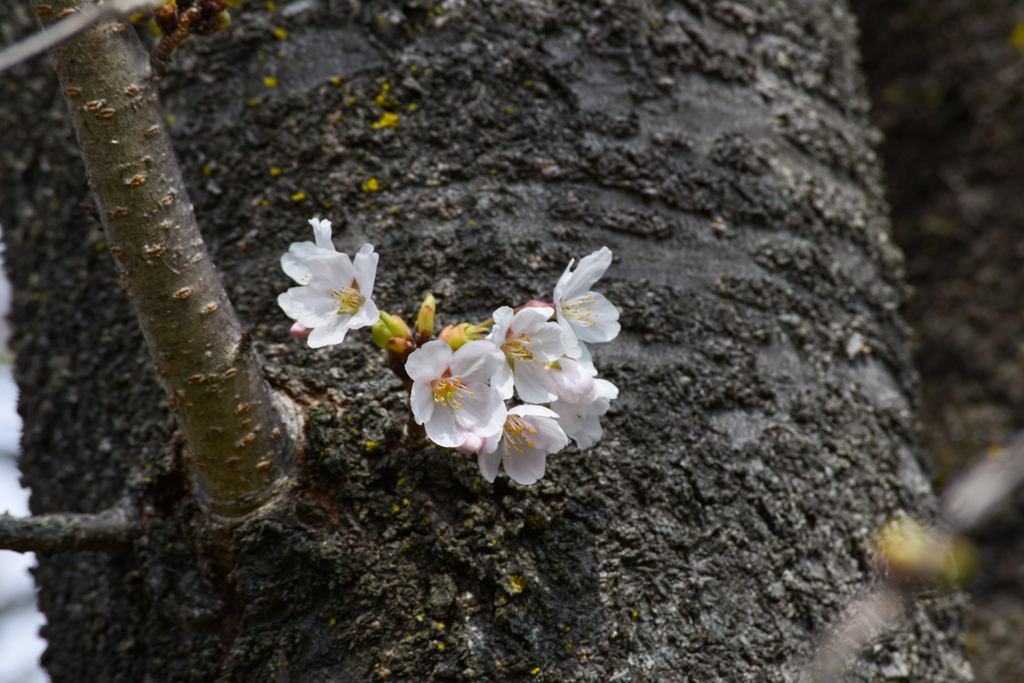 桜　いろいろ