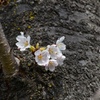 桜　いろいろ