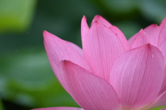 蓮の花