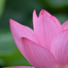 蓮の花