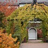秋のばら公園