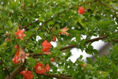 ザクロの花