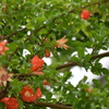 ザクロの花