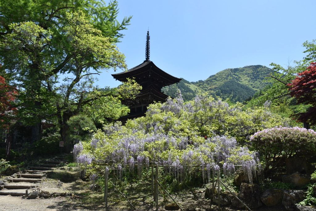 前山寺と藤棚