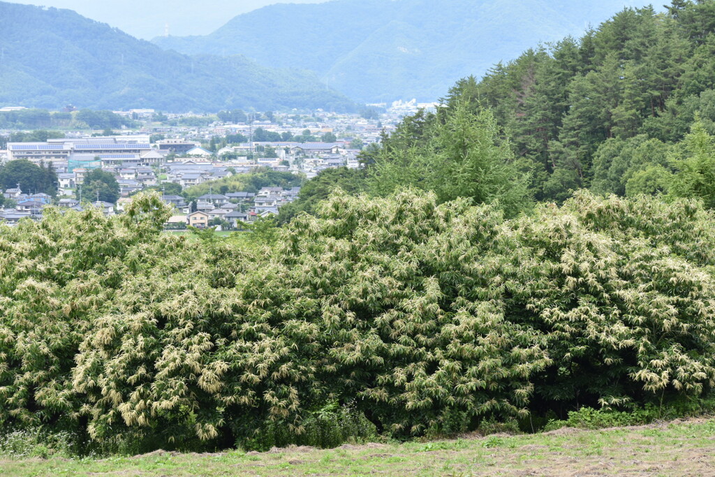 栗の木