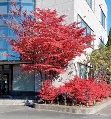 紅いの見つけた