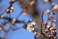 咲き始めた梅の花 2
