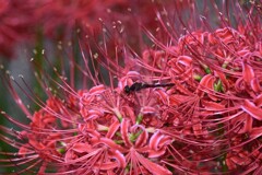 彼岸花にとんぼ