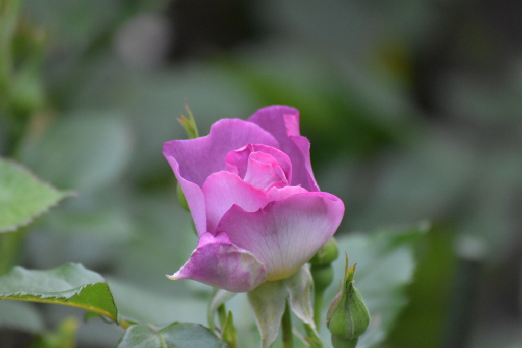 庭の薔薇