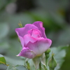 庭の薔薇