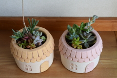 多肉植物