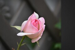 庭の薔薇