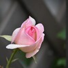 庭の薔薇