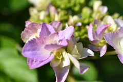 庭の紫陽花　1