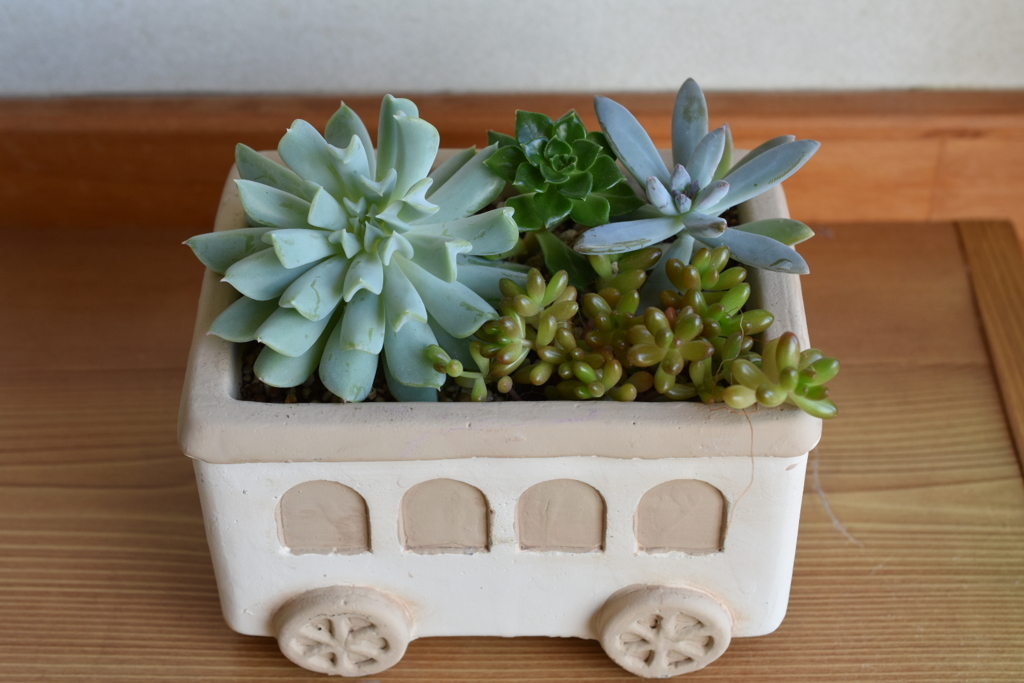 多肉の寄せ植え