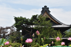 お寺の蓮