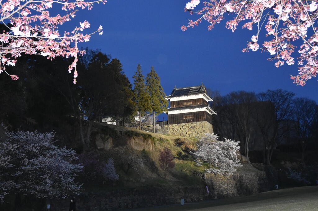 櫓と桜