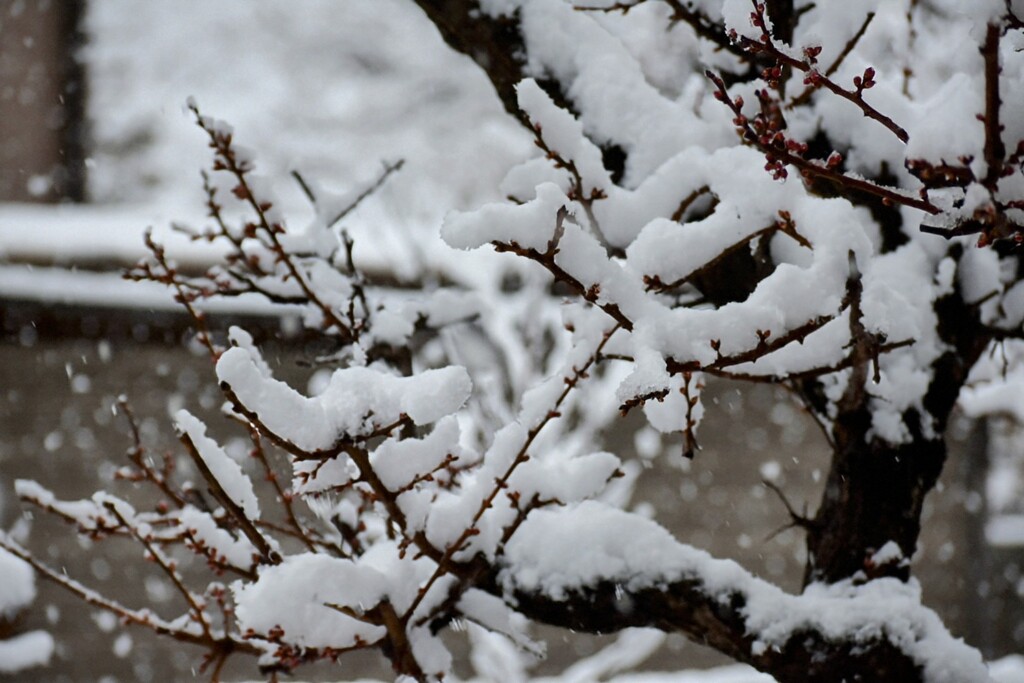 お彼岸の雪