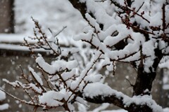 お彼岸の雪