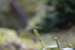 トンボ
