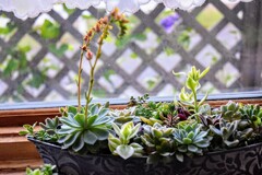 多肉の寄せ植え