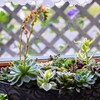 多肉の寄せ植え