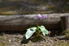 カタクリの花