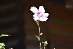 ムクゲの花