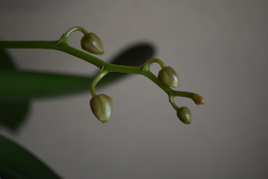 胡蝶蘭のつぼみ