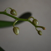 胡蝶蘭のつぼみ