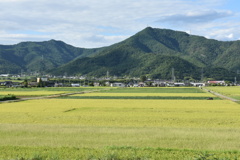 九月の田園風景