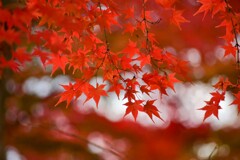 紅く染まる