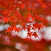 紅く染まる