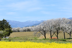 小布施桜堤