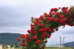 アーチの薔薇