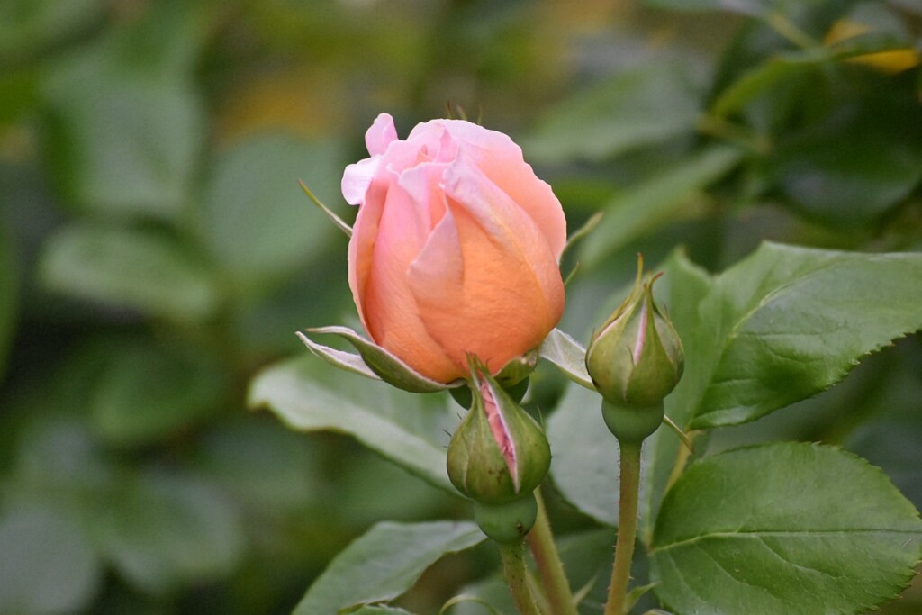 庭の薔薇