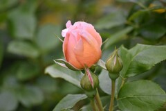庭の薔薇