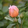 庭の薔薇